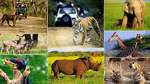 Wildlife 