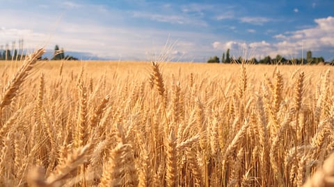 Wheat Production 