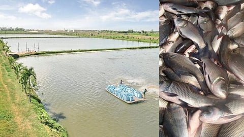 Fish Farming