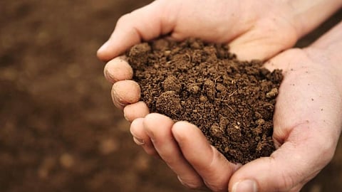 Organic Carbon