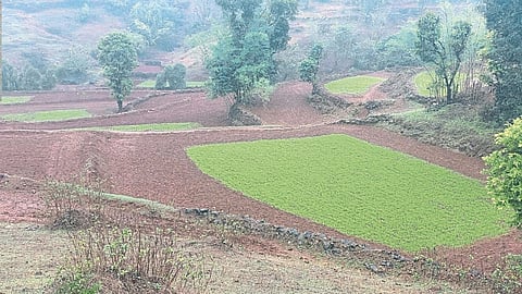 Paddy Seedling : वेल्हे तालुक्यात भात रोपे तरारली