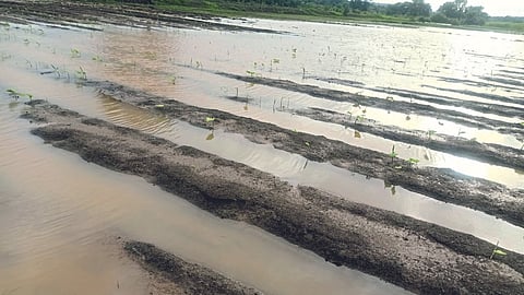 Crop Damage