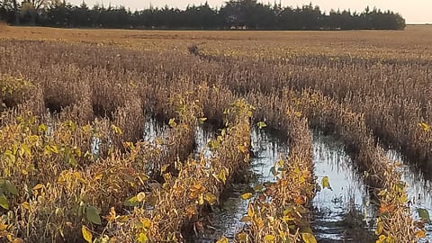 Crop Damage