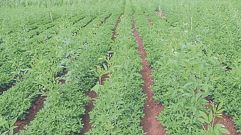 Tur Sowing