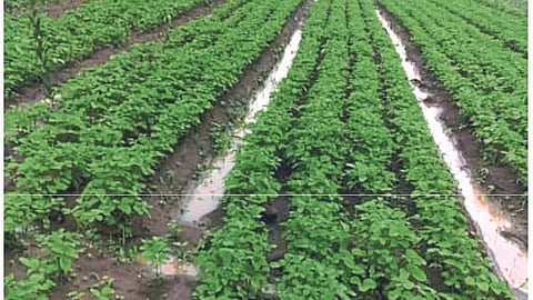 Soybean 