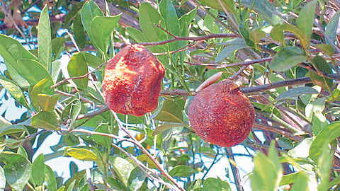 Crop Protection