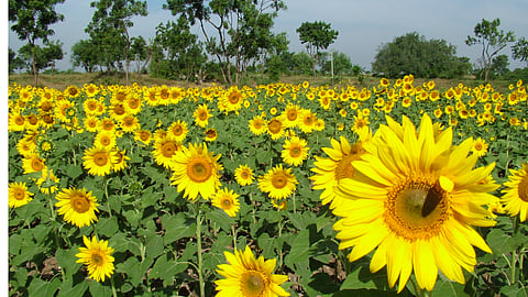 Sunflower