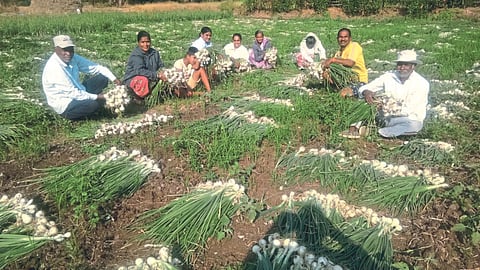 White Onion 