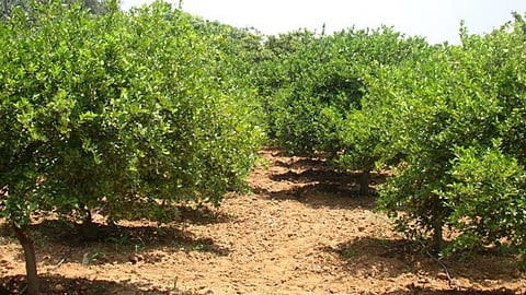 Horticulture 