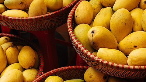 Mango Cultivation