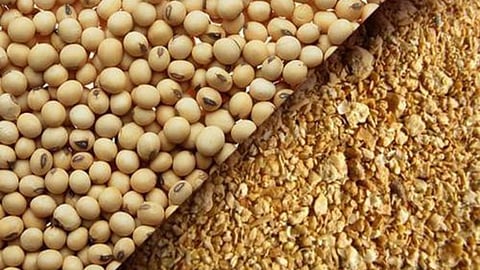 Oil Seed Meal 