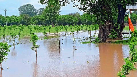 Crop Damage