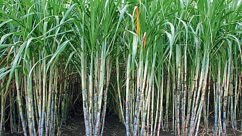 Sugarcane