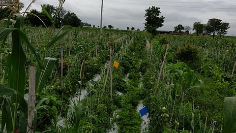 Chili, Tomato, Brinjal Pest Management
