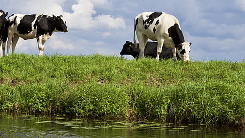 Medicinal Plants In Animals Disease