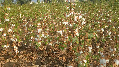 Desi Cotton PA: 837