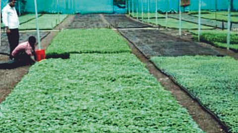Vegetable 