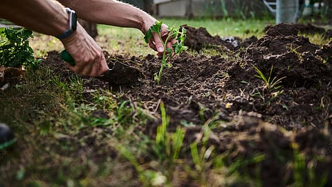 Horticulture Planting