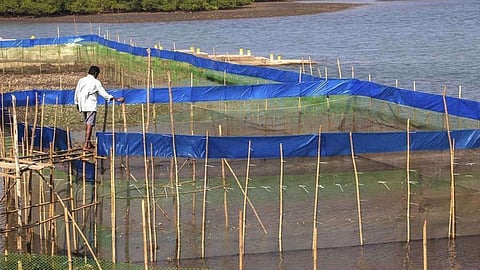 Crab Culture