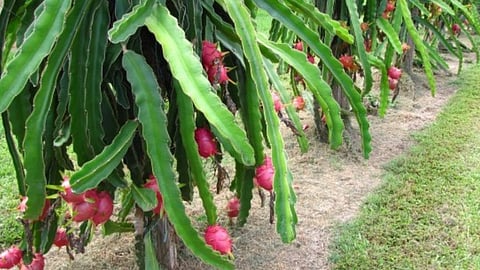 Dragon Fruit 