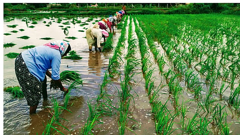 Rice Cultivation