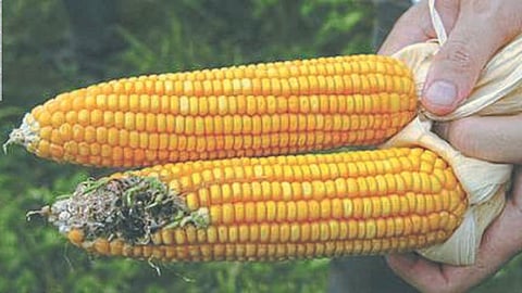 Maize