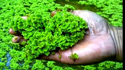 Azolla