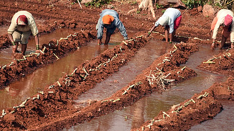 Sugarcane cultivation