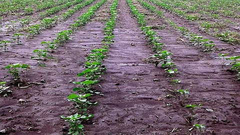 Cotton