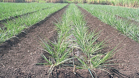Sugarcane 