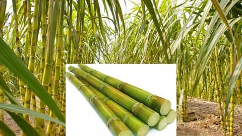 Sugarcane 