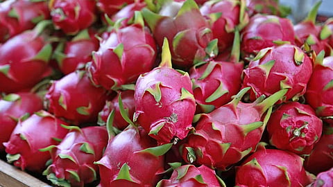 Dragon Fruit