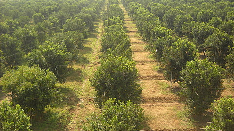 Orange Cultivation