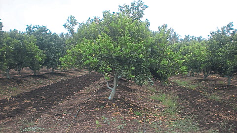 Fertilizer