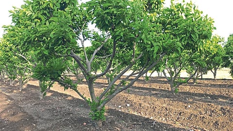 Custard Apple 