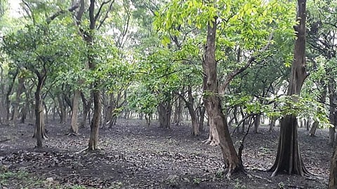 Eco-Sensitive Zone 