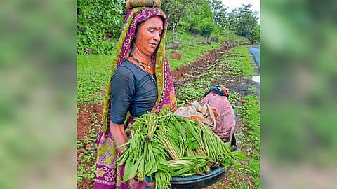 Wild Vegetables 