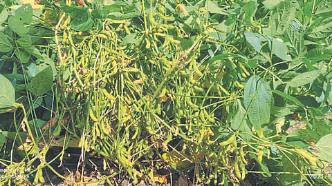 Soybean