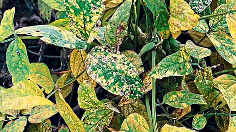 Soybean 