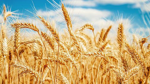 Wheat Export