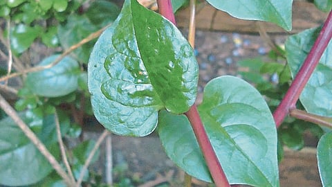 Medicinal Plant