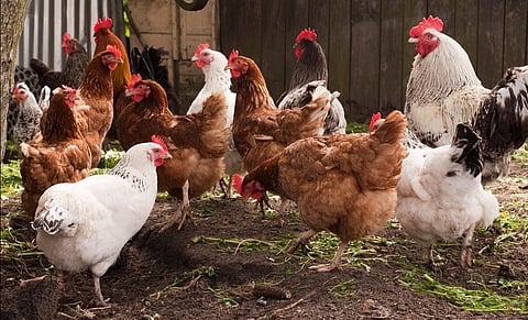Poultry 