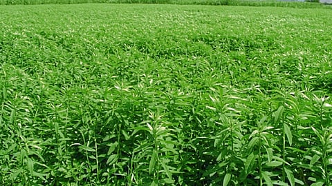 Jute Cultivation