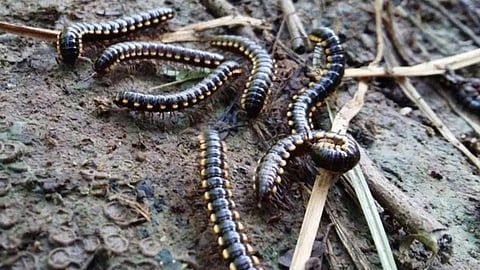 Millipede