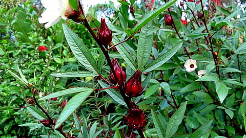 Wild Vegetable 