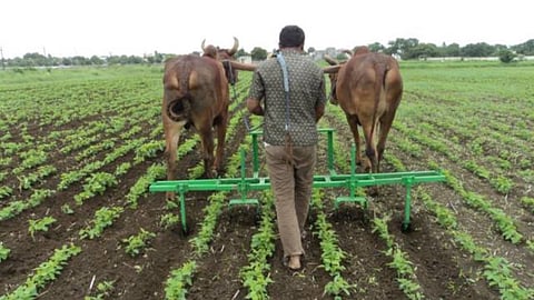 Bull-driven three-pass fertilizer Hoe