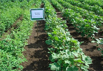 Red gram - Cotton Intercrop