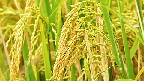 paddy Production