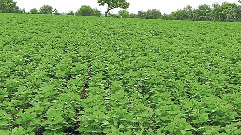 Soybean 