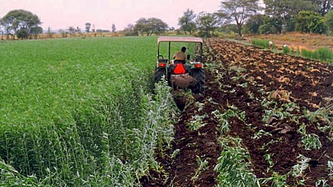 Green Manure